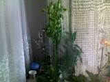 Vand un cactus natural ornamental.
