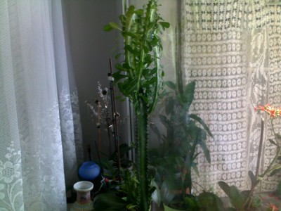 Vand un cactus natural ornamental. foto
