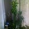 Vand un cactus natural ornamental.