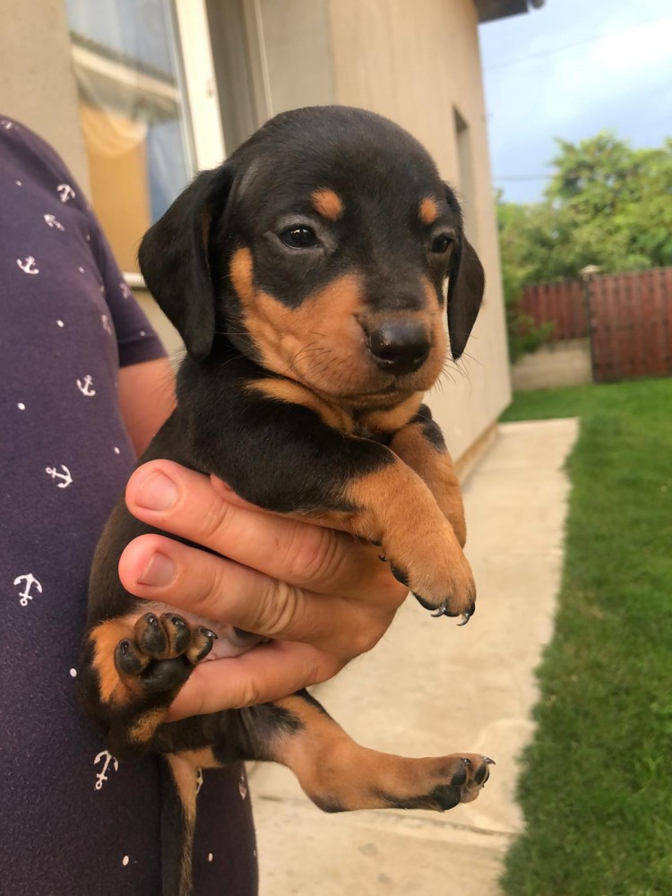 tekel arhiva Okazii.ro