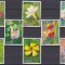DB1 Flora Orhidee Zair 8 v. MNH