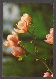 CPIB 24589 CARTE POSTALA - FELICITARE: FLORI, MAGNOLIA, SCRISA SI NECIRCULATA