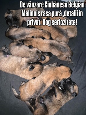 Ciobanesc Belgian Malinois foto