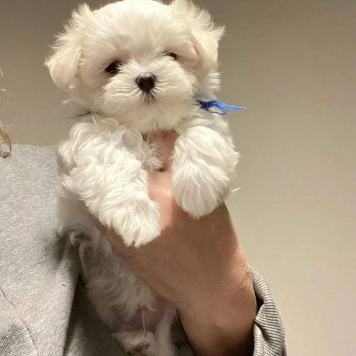 Catei bichon maltez