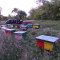 Vand 15 familii de albine cu lazi!