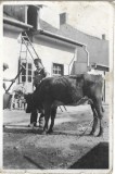 M1758N Asomarea unei bovine, Rom&acirc;nia, perioada intebelică