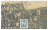 190 - CULESUL VIILOR, Romania - old postcard, real Photo - used - 1913