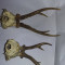 LOT 2buc Ornament VINTAGE trofeu coarne de cerb/caprior cu craniu VECHI,T.GRATUI