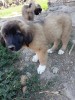 Căței Caucazian, Top Dog