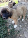 Căței Caucazian