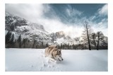 Tablou Canvas, "Husky explor&acirc;nd peisajul montan de iarnă", Munți, Zăpadă, Husky, Norii, Iarnă, Peisaj, Arbori, Cer, Aventură, Frig., 39 x 26 cm, CMCLA