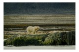 Tablou Canvas, "Urs polar pe țărmul arctic pustiu", Urs, Polar, Teren, St&acirc;nci, Natură, Nordic, Peisaj, Blană, Izolare, Sălbăticie, 39 x 26 cm, CMCLASS
