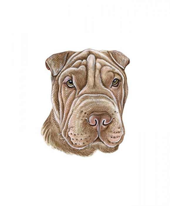 Sticker decorativ Caine Shar Pei, Maro, 67 cm, 3726ST