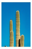 Tablou Canvas Cactuși și Cer Albastru Infinit Natură Verticalitate, 26 x 39 cm, CMCLASS