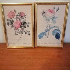 2x tablou botanic trandafiri plansa botanica art print Rosa Imprimeria de Remond