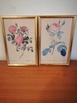 Pereche tablou plansa botanica in rama trandafiri art print Rosa PIERRE JOSEPH REDOUTE Imprimeria de Remond foto
