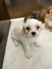 Cățeluși Bichon