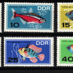 Germania, DDR / RDG, 1966 | Peşti de acvariu - Viaţă marină | MNH | aph