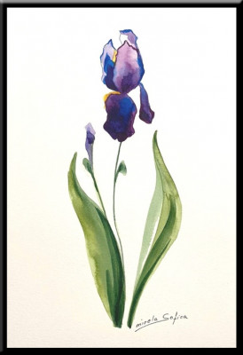 Iris, tablou pictat in acuarela inramat 21x30 cm ideal cadou foto