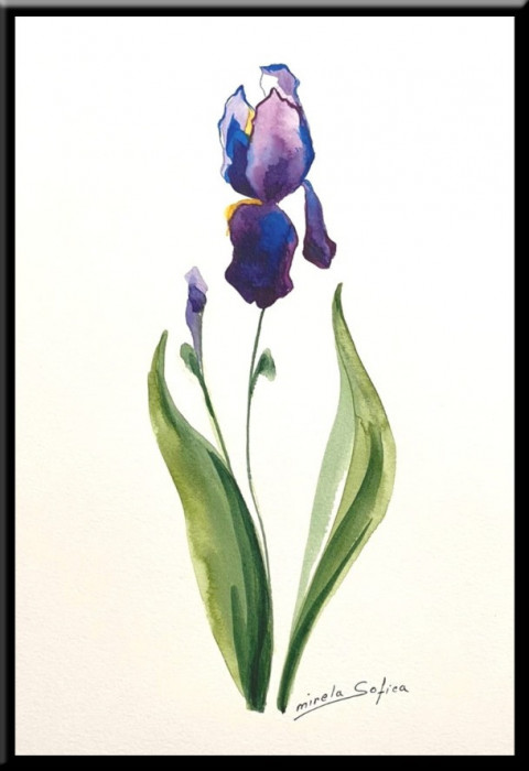 Iris, tablou pictat in acuarela inramat 21x30 cm ideal cadou