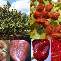 Bixa orellana . achiote . 5 seminte in pachet foto