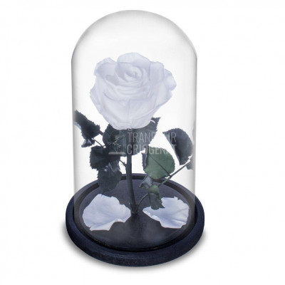 Trandafir Criogenat alb pur &amp;Oslash;6,5cm in cupola sticla, cu mesaj foto