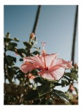 Tablou Canvas, "Floare de hibiscus sub cer senin", Floare, Trandafir, Cer, Albastru, Frunze, Natură, Soare, Verde, Exotic, Frumusețe, 26 x 39 cm, CMCL