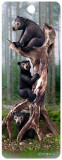 Semn de carte 3D - Black Bears - ***