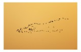 Tablou Canvas Dansul Păsărilor pe Cerul Auriu Siluete Naturale, 39 x 26 cm, CMCLASS