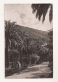 FA137 -Carte Postala- GEORGIA - Gagra. Palm Alley, circulata 1963
