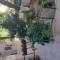 Apartament 3 camere circular