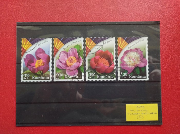 2023 - BUJORUL - FLOAREA NATIONALA ( 2 )