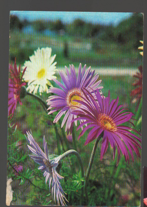 CPIB 20190 CARTE POSTALA - FELICITARE - MARGARETE