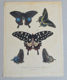 Fluturi gravura veche 1822, Natura, Cerneala, Altul