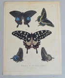 John Wilkes &quot;Papilio&quot; gravura veche 1821, Natura, Cerneala, Altul