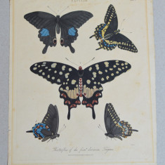 Fluturi gravura veche 1822