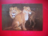 HOPCT 14870 LEU- PANTHERA LEO--FELINE - -FAUNA - -NECIRCULATA