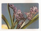 RF186 - Carte Postala - Felicitare, floare, necirculata