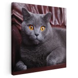 Tablou pisica British Shorthair Tablou canvas pe panza CU RAMA 40x40 cm