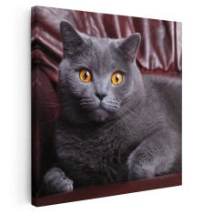 Tablou pisica British Shorthair Tablou canvas pe panza CU RAMA 100x100 cm