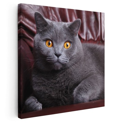 Tablou pisica British Shorthair Tablou canvas pe panza CU RAMA 100x100 cm foto