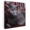 Tablou pisica British Shorthair Tablou canvas pe panza CU RAMA 60x60 cm