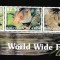 Solomon - Fauna WWF - GREY CUSCUS - MNH