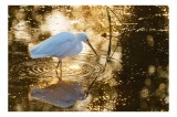 Tablou Canvas, "Egreta &icirc;n lumina aurie a dimineții", Egreta, Apus, Apa, Reflexie, Cercuri, Stralucire, Natura, Calm, Liniste, 39 x 26 cm, CMCLASS