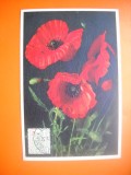 HOPCT MAXIMA NR 1056 FLORI DE MAC - FLORA SPONTANA -1950 BELGIA -FLORA EUROPA