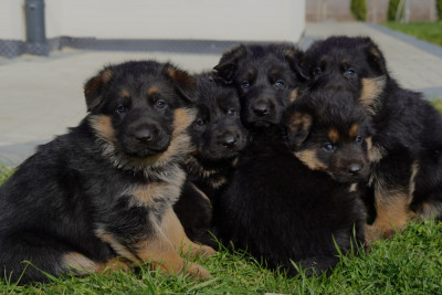 Ciobănesc german - 2 luni foto