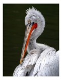 Tablou Canvas, "Pelican alb &icirc;n apă liniștită", Elegant, Alb, Penaj, Ochi, Cioc, Contrast, Apă, Delicat, 26 x 39 cm, CMCLASS