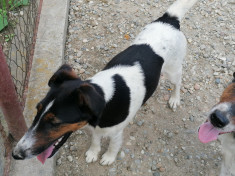 Fox terrier foto