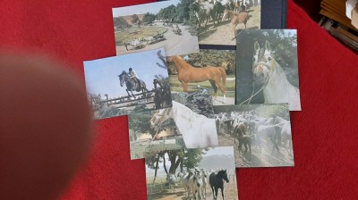 Foto 8 Cai diferite rase foto