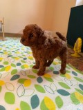 căței Toy Poodle